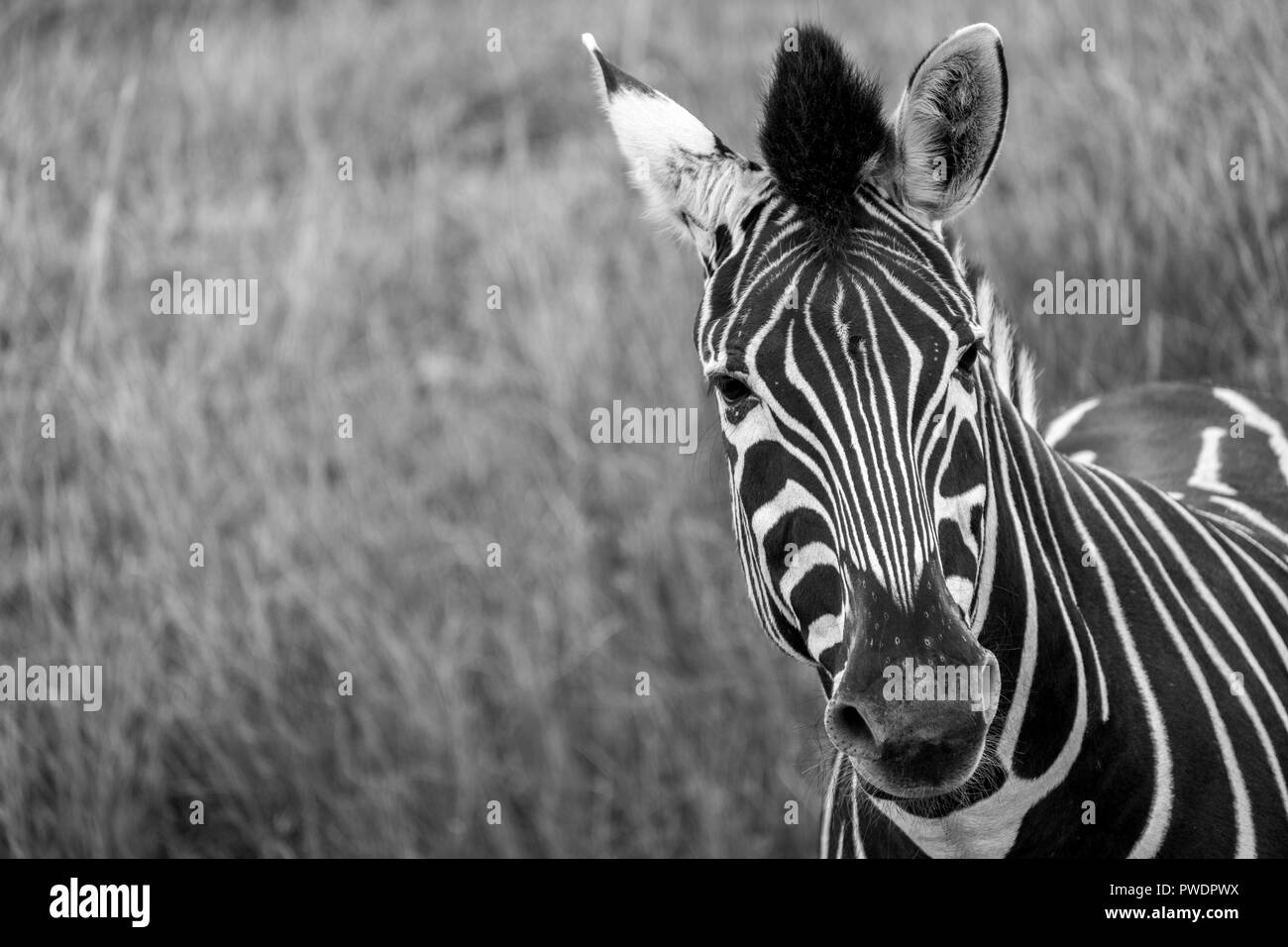 Le pianure a strisce della zebra in erba, cercando di fotocamera. Fotografato in monocromia a Port Lympne Safari Park, Ashford Kent REGNO UNITO. Foto Stock