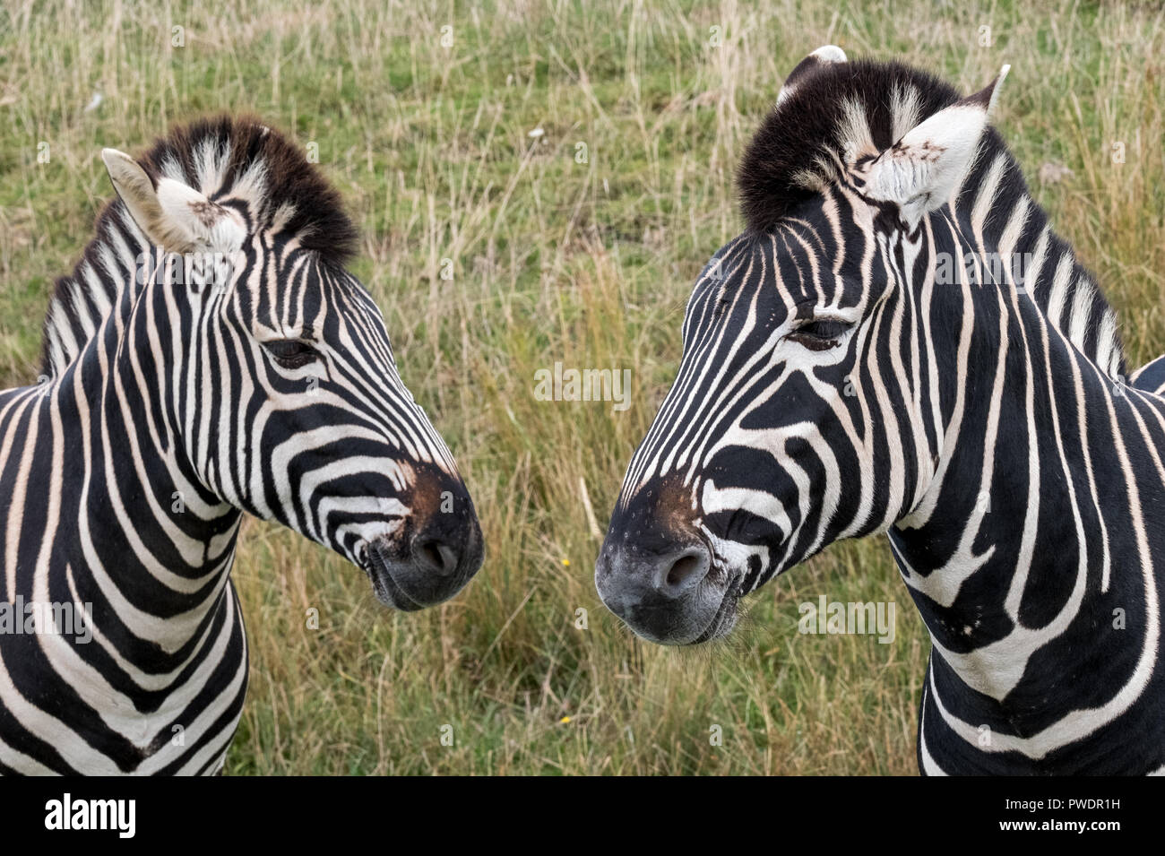 Testa di due strisce zebre, fotografato in erba a Port Lympne Safari Park, Ashford, Kent REGNO UNITO. Foto Stock