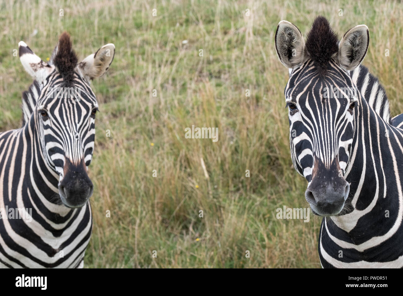 Testa di due strisce zebre, fotografato in erba a Port Lympne Safari Park, Ashford, Kent REGNO UNITO. Foto Stock