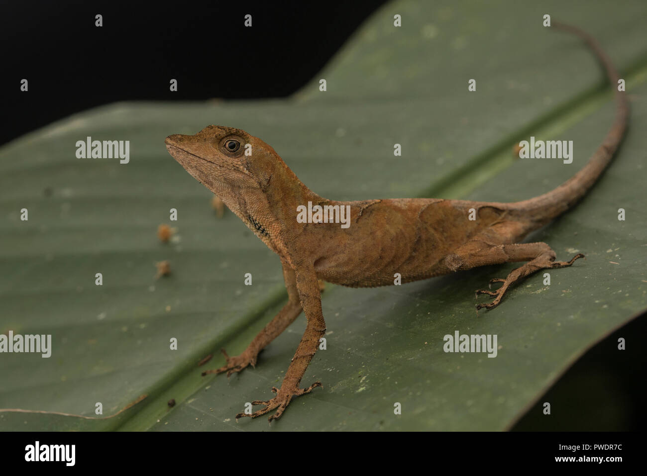 Un goldenscale anole (Anolis nitens/chrysolepis) dalla foresta di pioggia del Perù meridionale. Foto Stock