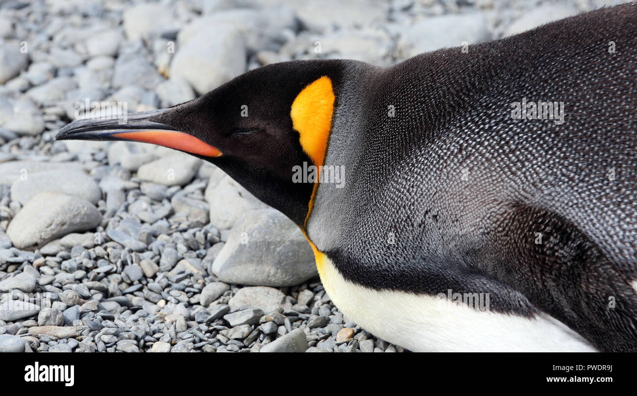 Primo piano del sonno pinguino reale con arancio Becco e patch arancione sul lato della testa nera Foto Stock