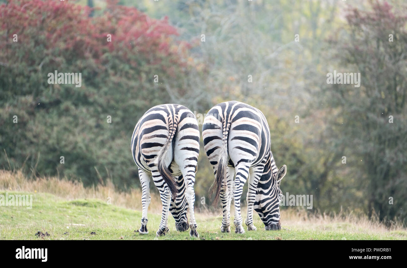 Vista posteriore di due chapman zebre, fotografata nel prato con alberi in background a Port Lympne Safari Park, Ashford, Kent REGNO UNITO. Foto Stock