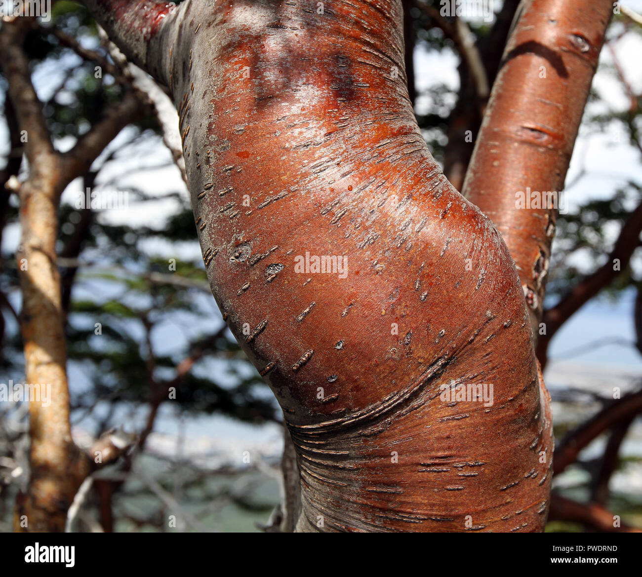 Primo piano di faggio australe (Nothofagus) tronco con ricchi di corteccia colorata Foto Stock