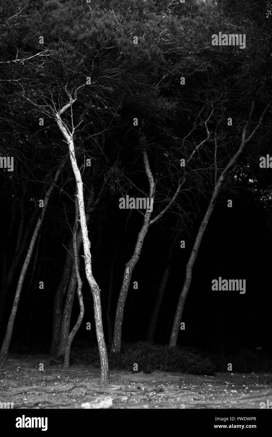 Boschi tra Tamarit e Altafulla, Altafulla, Tarragones, Tarragona, Spagna Foto Stock