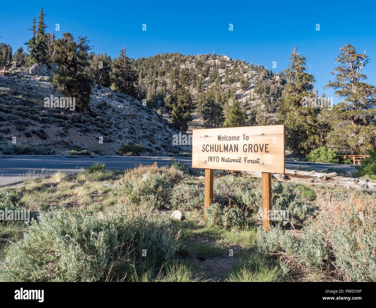 Segno di Inyo National Forest, Schulman Grove, in Bristlcone antica foresta di pini, vicino al Vescovo e grande pino, California. Foto Stock