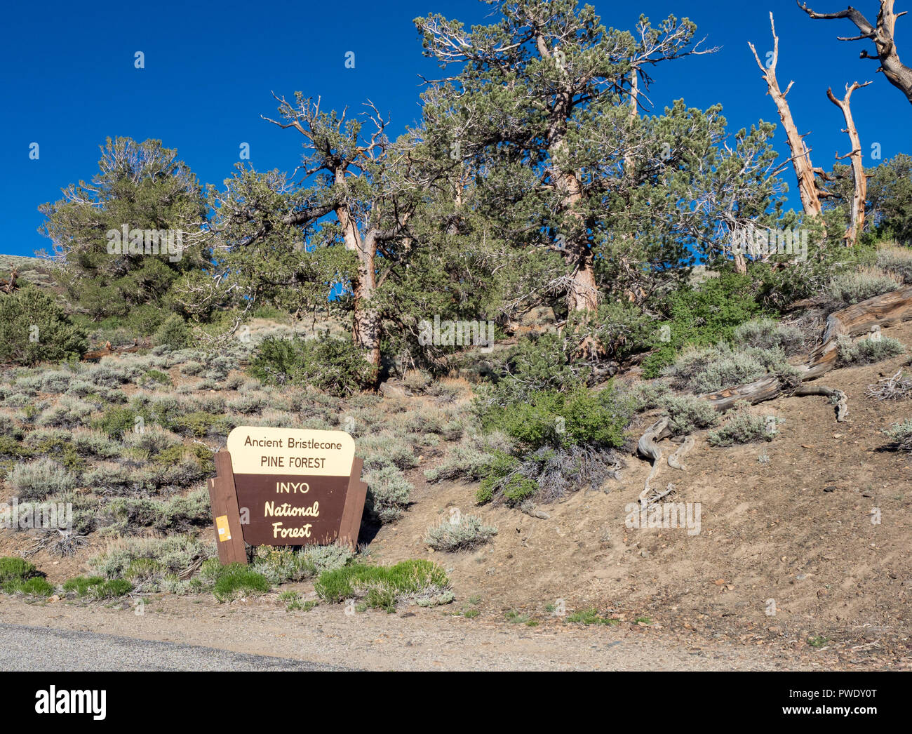 Segno per Bristlcone antica pineta nella Foresta Nazionale di Inyo, Schulman Grove, vicino al Vescovo e grande pino, California. Foto Stock