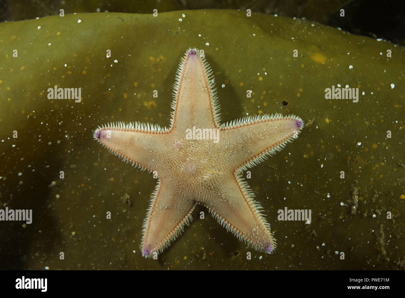 Mare di Norvegia, Atlantico settentrionale, Norvegia. 8 Ago, 2018. Sabbia Star(Astropecten platyacanthus) su laminaria Credito: Andrey Nekrasov/ZUMA filo/Alamy Live News Foto Stock