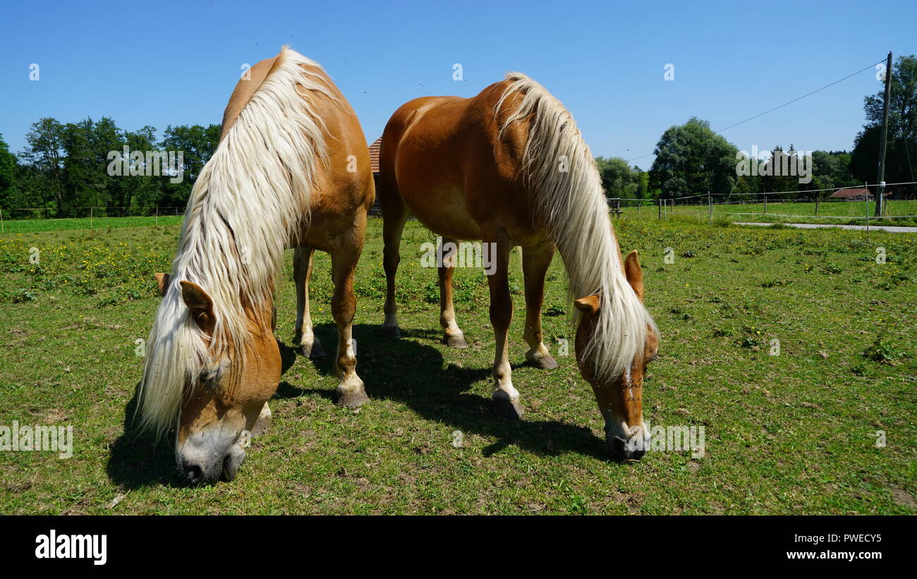 Cavalli sul campo Foto Stock