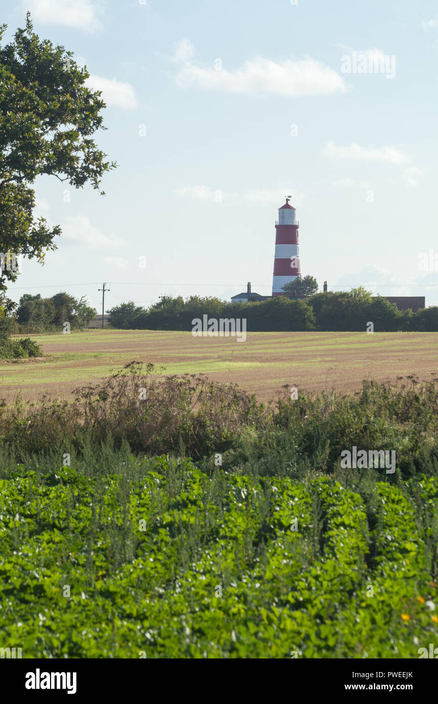 Happisburgh Lighthouse. Vista guardando dall'entroterra, attraverso campi arabili. Coltivazione di colture di cereali e immediato della barbabietola da zucchero in primo piano. Norfolk, costa. East Anglia. Il ​UK.​ Foto Stock