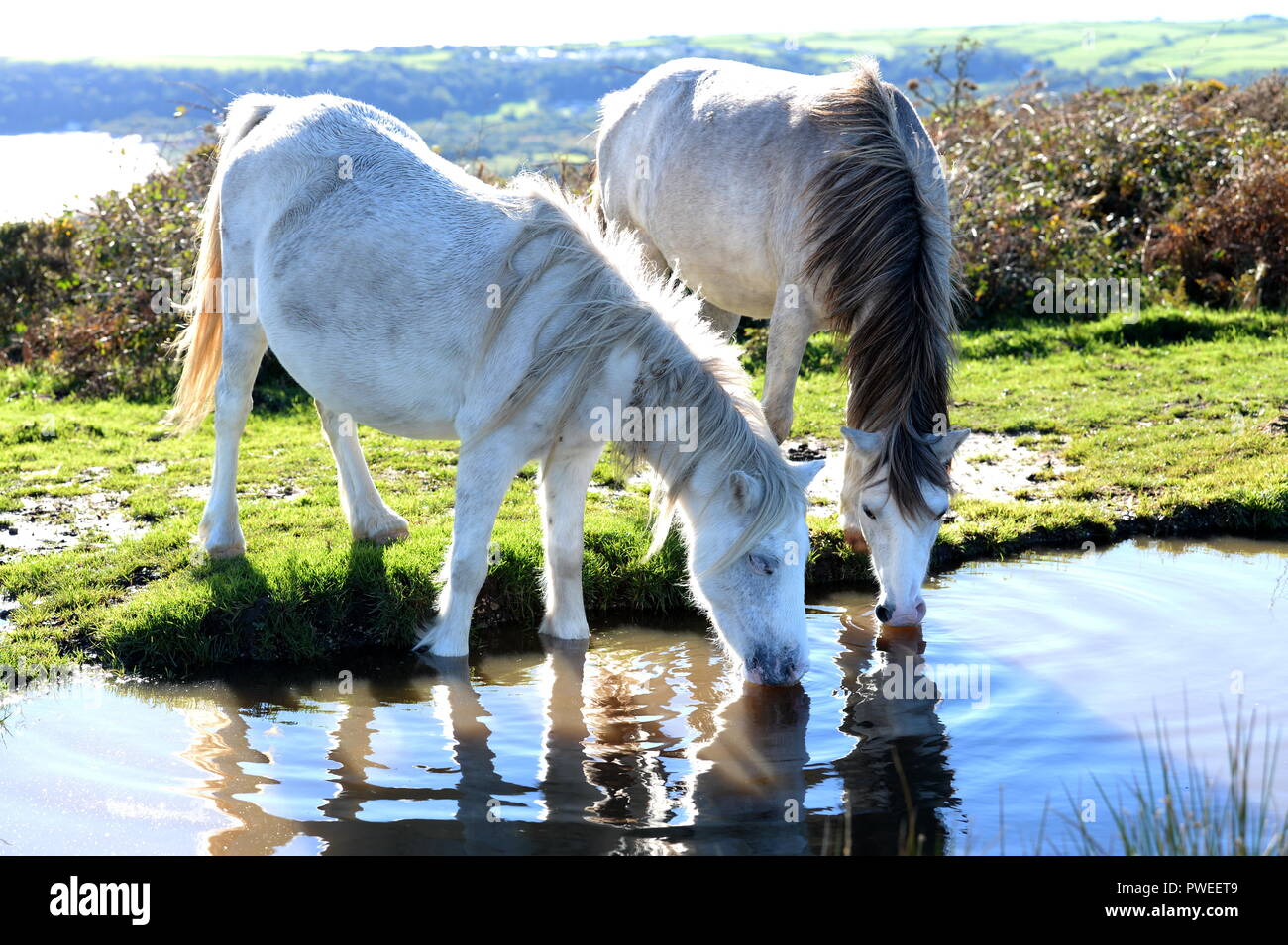 Pony selvatici riflessa nella piscina mentre bevono sul Cefyn Bryn, Gower, Galles Foto Stock