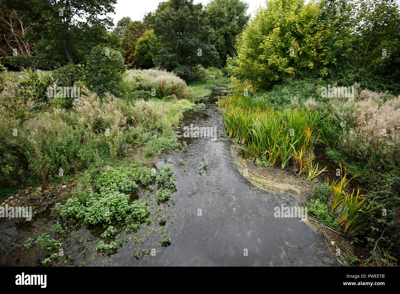 Fiume Leach a Eastleach St Martins. Foto Stock