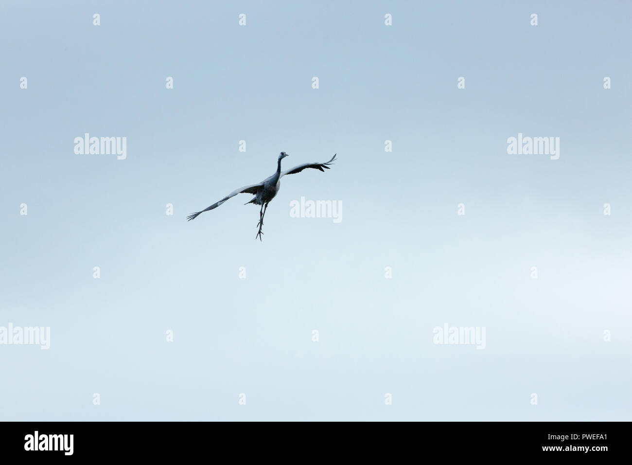 Comune o gru eurasiatica (grus grus). Volo. Avvicinando. La discesa. Scendendo, gambe abbassato, della testa e del collo in aumento, piedi pronti a prendere il ​impact di sbarco. Foto Stock