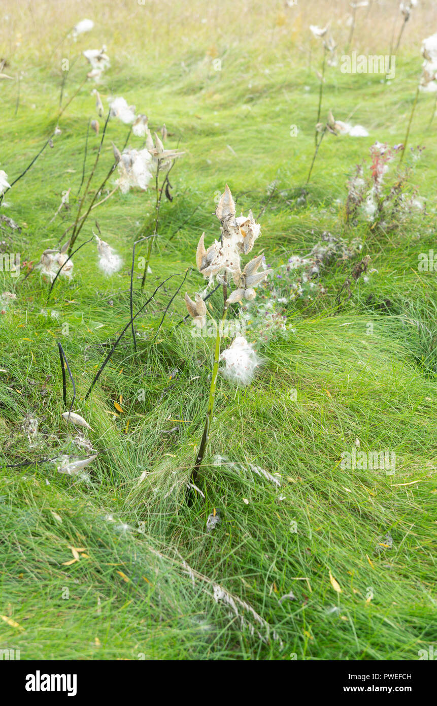 Milkweed baccelli di apertura e la colata fuori i loro semi soffici. Ottimo posto per guardare per farfalle monarca. Foto Stock