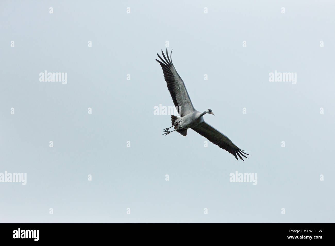 Comune o unione o gru eurasiatica (grus grus). La realizzazione di un approccio di ricognizione prima dello sbarco. Calthorpe ampia. Hickling. Norfolk. Foto Stock