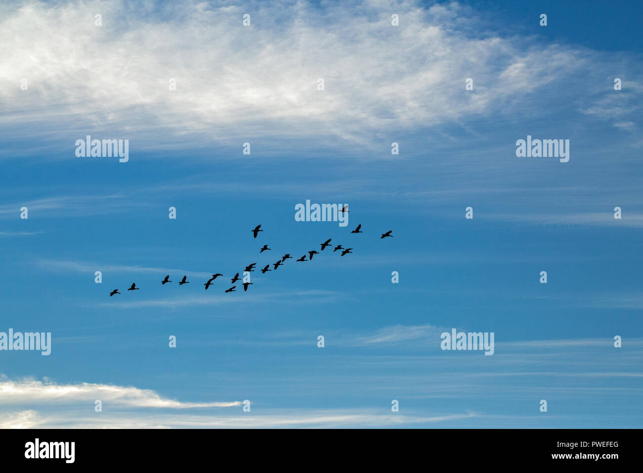 Graylag oche (Anser anser). Matassa in volo contro un cielo blu e bianca nuvola formazioni. In cerca di approvvigionamento di cibo. ​Broadland. East Anglia. Norfolk. Il Regno Unito. Foto Stock