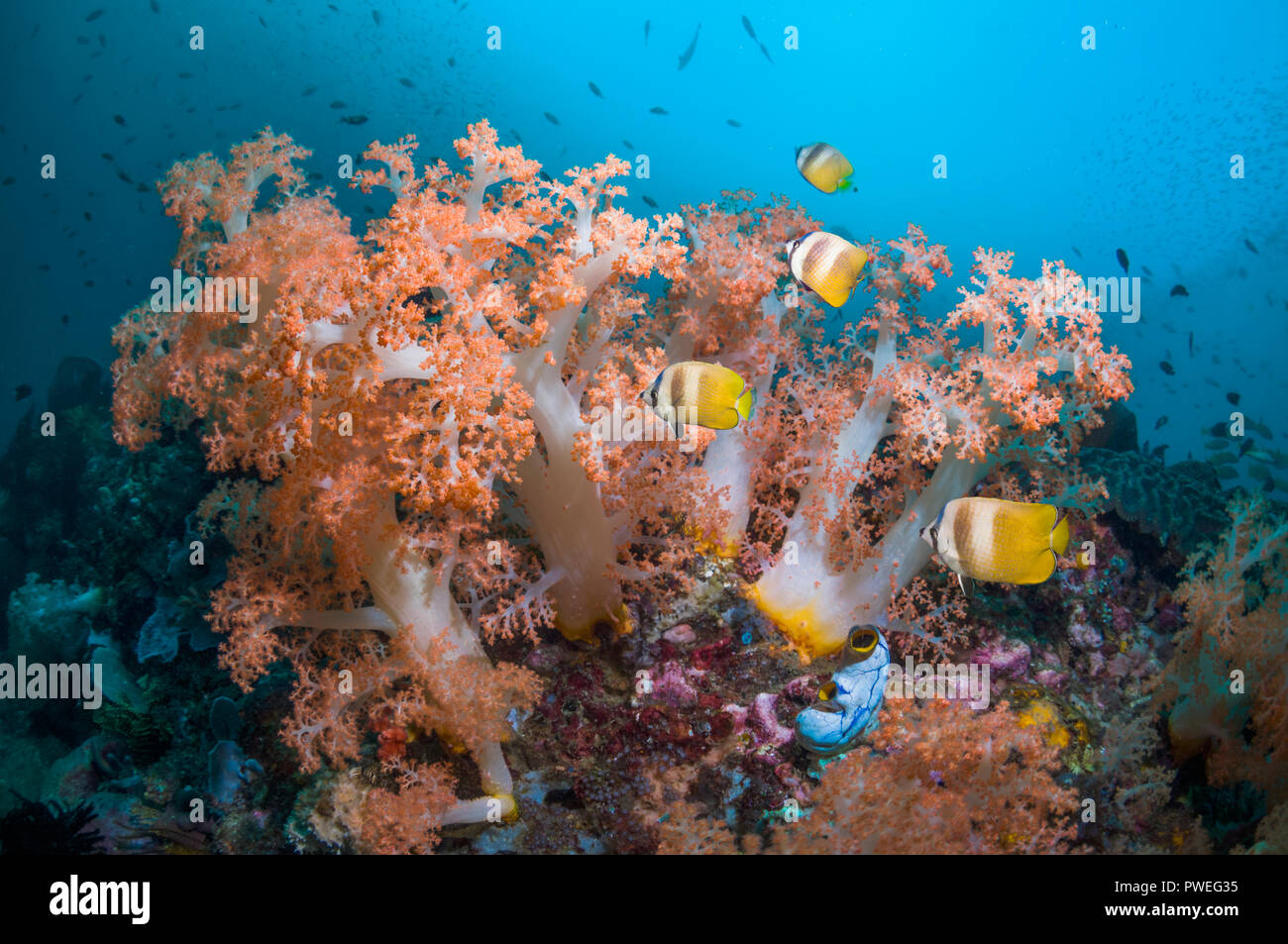 Coral reef paesaggi con coralli molli e pesci tropicali. Indonesia. Foto Stock