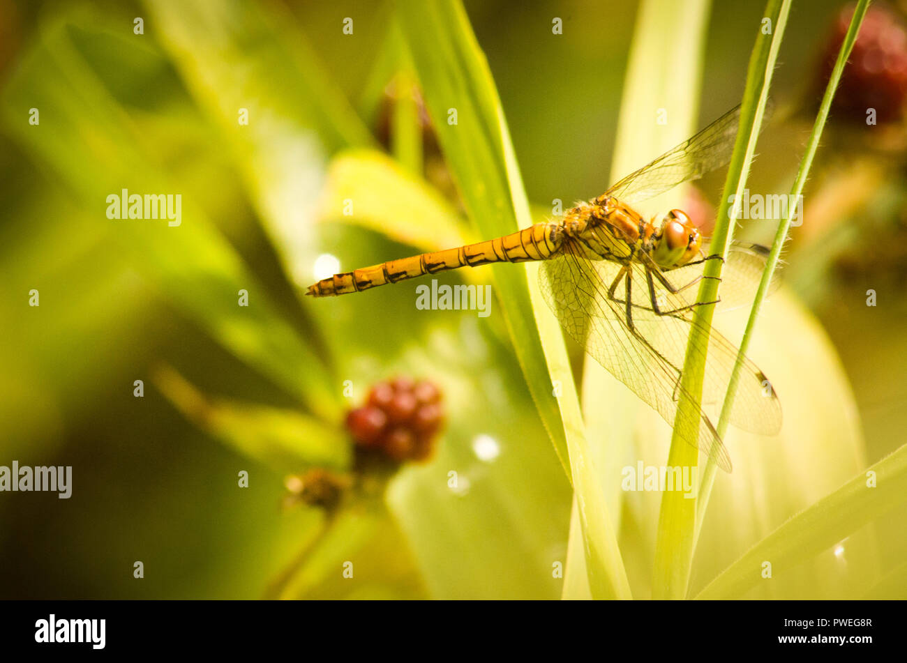 Vicino la foto di una femmina di ruddy darter dragonfly in appoggio al sole. Foto Stock