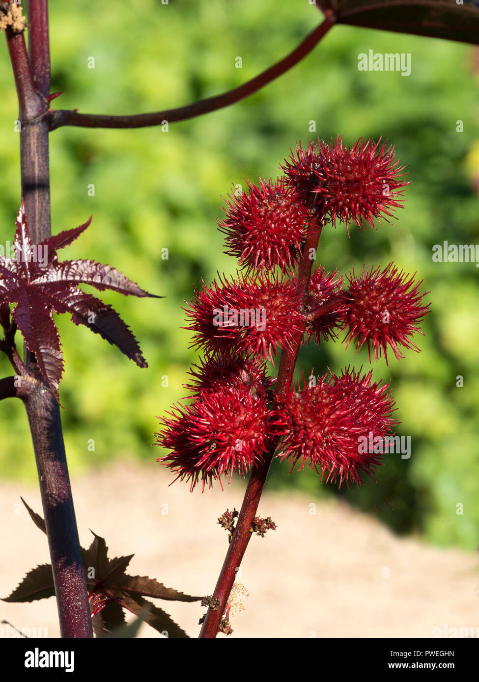 Rosso brillante pungenti olio di ricino Semi vegetali capsule (Ricinis Communis, Euphorbiaceae), Inghilterra, Regno Unito Foto Stock
