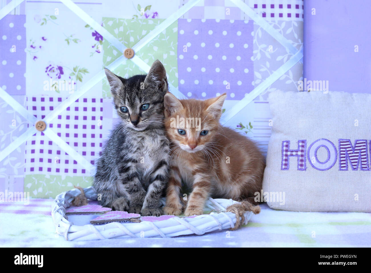 Due gattini, 5 settimane di età, nero tabby e Rosso tabby, chiudere insieme Foto Stock