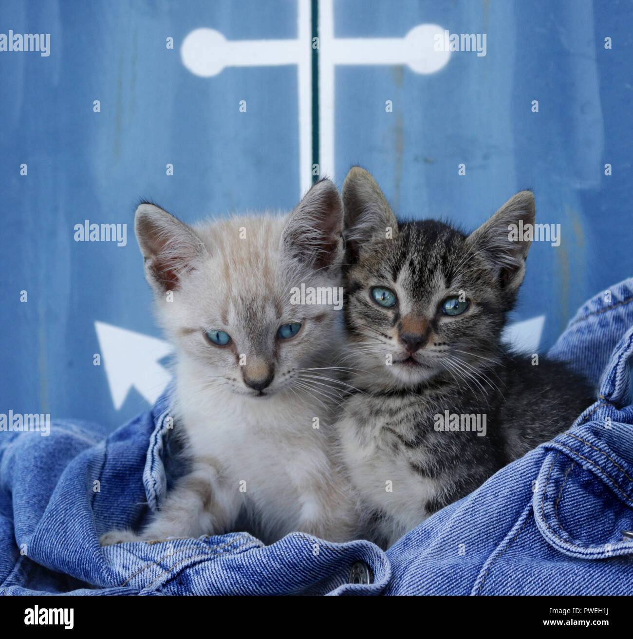 Due gattini, 7 settimane di età, seal tabby point e black tabby, seduti vicino insieme in un paio di jeans Foto Stock