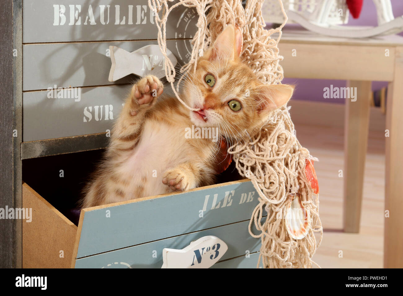 Lo zenzero gattino, 2 mese vecchio, giocando con una rete da pesca Foto Stock