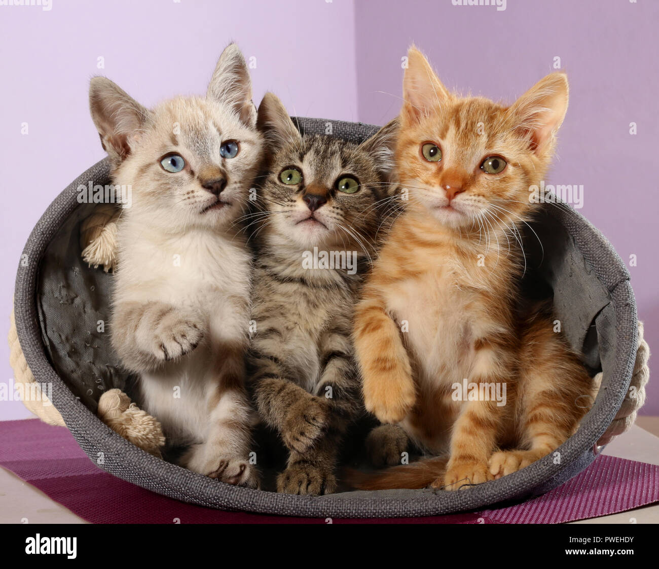 Tre gattini giocoso, 9 settimane, seal tabby point, nero tabby, Rosso tabby, seduti in un cestello Foto Stock