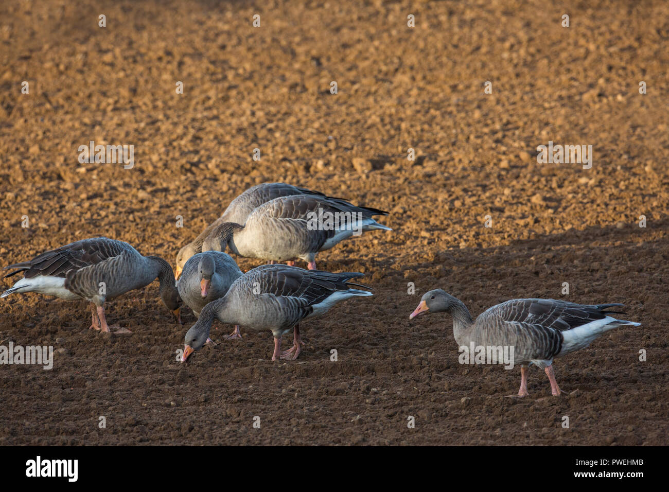 Graylag oche (Anser anser). Vista ravvicinata di un ​six membri della Hickling Broad ​resident gregge alimentazione da raccolte di recente, ora re-forato, campo di seminativi. L'autunno. Ottobre. Ingham. Norfolk. East Anglia. Foto Stock