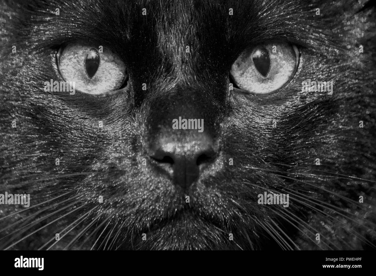 La faccia di un nero mongrel cat close-up, gli occhi, il naso e i baffi glisten al sole, la foto sulla strada, brillano di colore bianco con piccole macchie miscelati Foto Stock