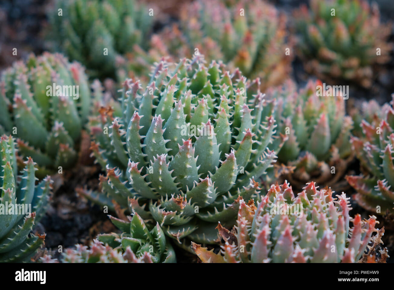 I cactus closeup - Le piante succulente macro (Aloe nobilis) Foto Stock