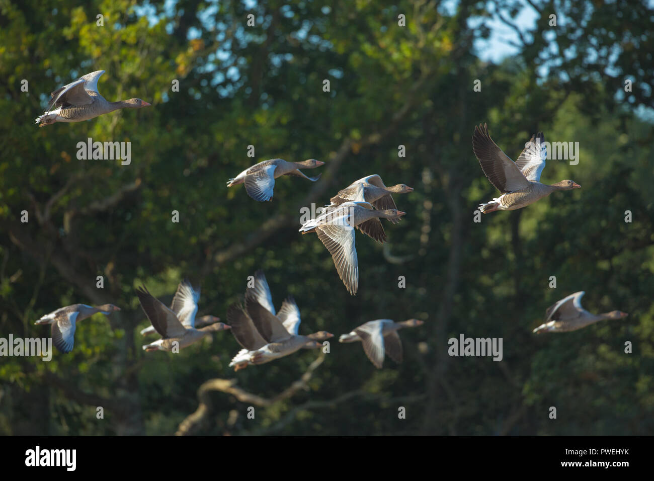 Graylag oche (Anser anser). Il volo orizzontale, contro uno sfondo di bosco, dopo aver lasciato un campo di recentemente raccolti di cereali. L'autunno. Settembre e Ottobre ​Calthorpe, Hickling, Norfolk. Il Regno Unito. Foto Stock