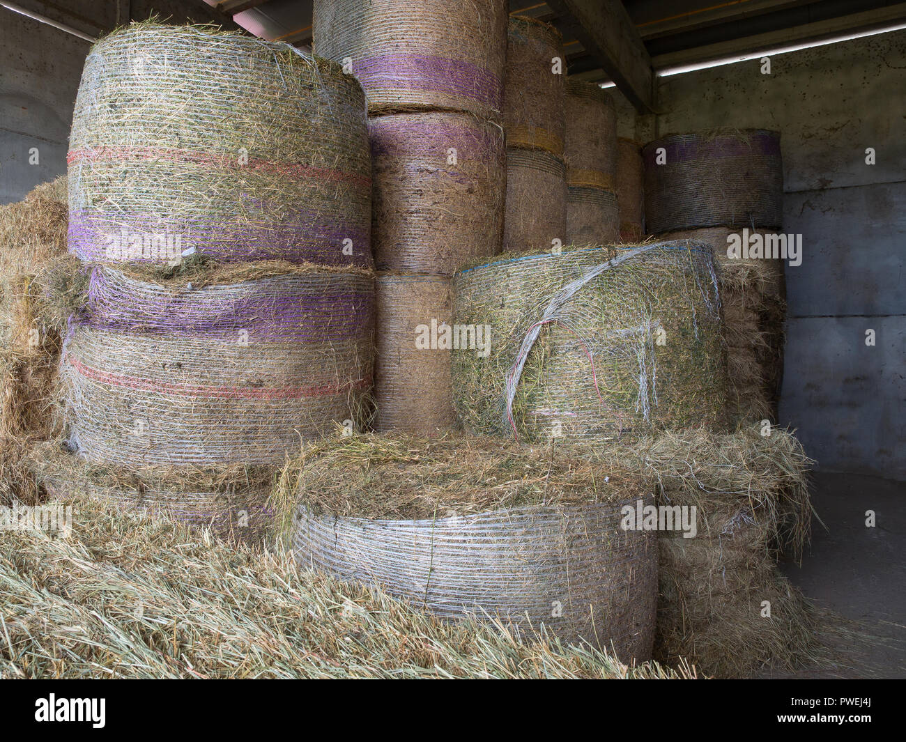 Gruppo di round balle di fieno (le balle di paglia) in un granaio della  Fattoria Foto stock - Alamy