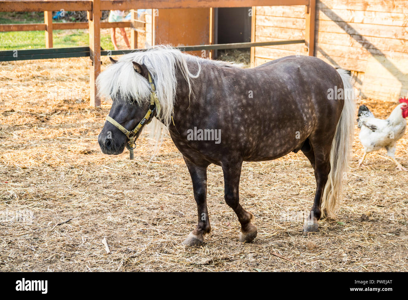 Il marrone scuro pony bianca criniera di capelli,bianco coda folta, baby cavallo, pony di piccole dimensioni, animali di fattoria, animali da cortile pascolo cavalli, pacche, concetto Natura, concetto rurale Foto Stock