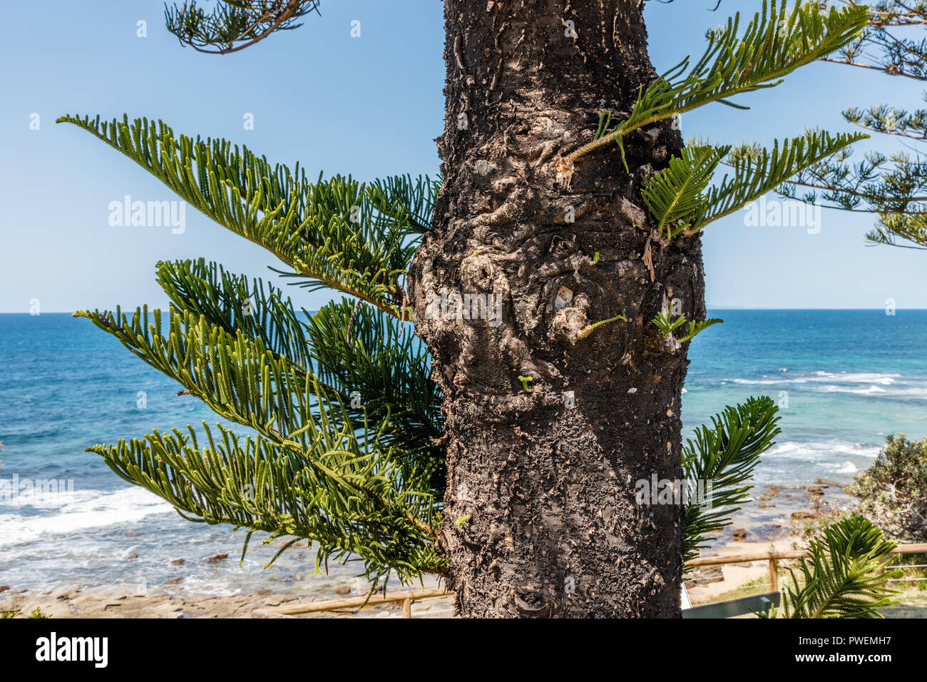 Araucaria heterophylla o isola Norfolk pine crescente vicino all'oceano, Queensland, Australia Foto Stock