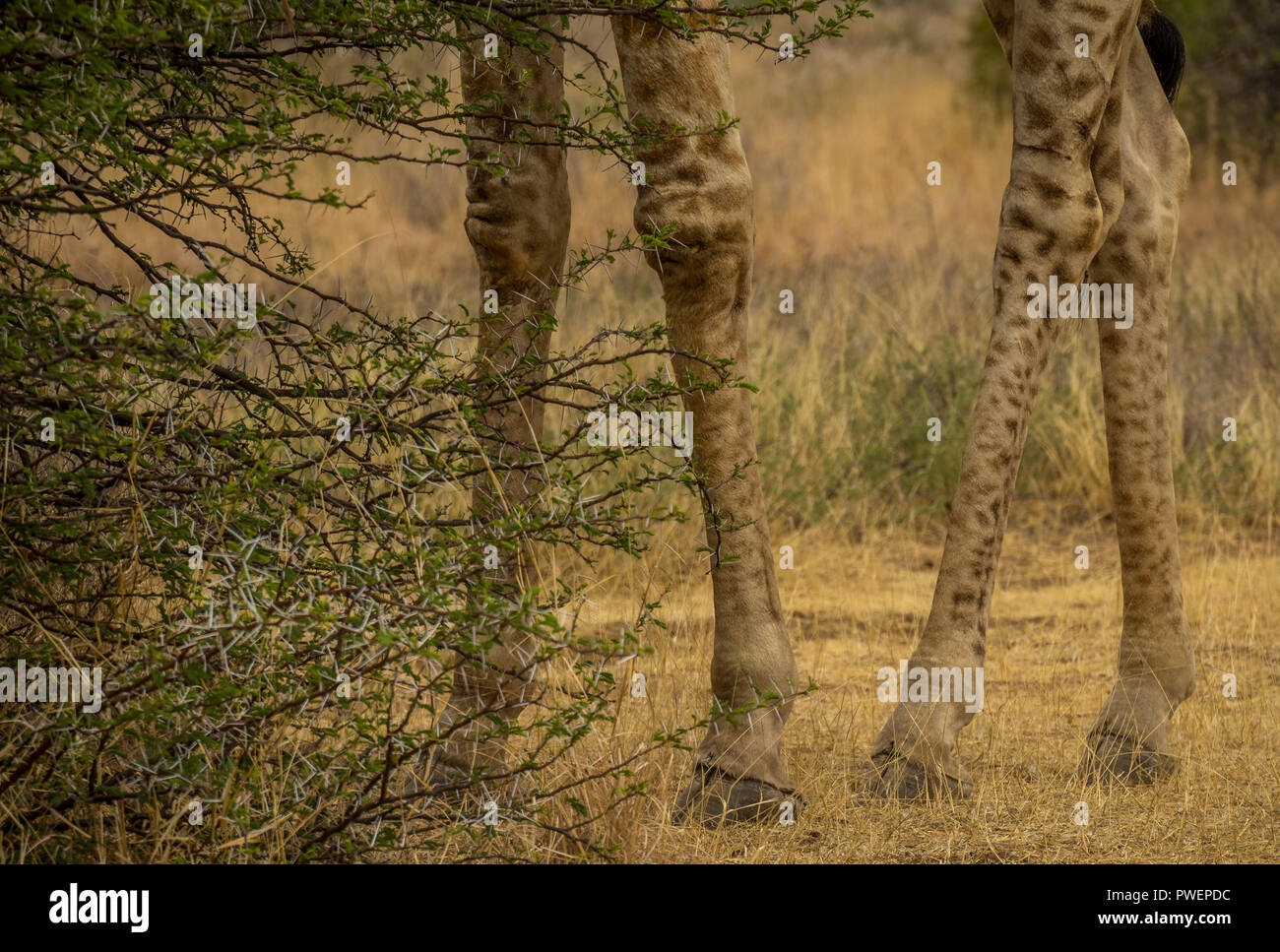 Close up della metà inferiore di quattro gambe di una giraffa immagine con spazio copia in formato orizzontale Foto Stock