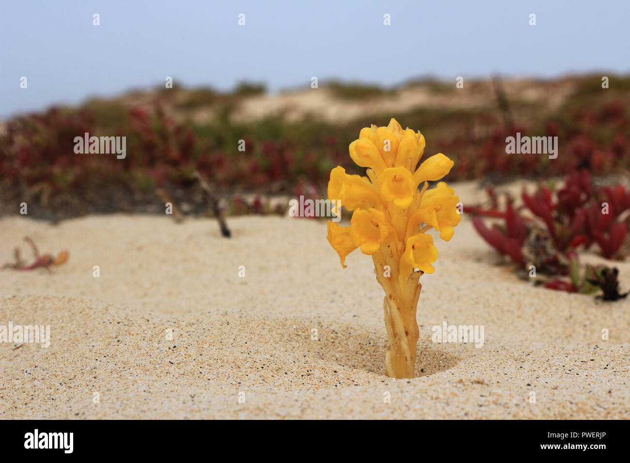 Impianto presso la spiaggia di Capo Verde, Sal Foto Stock