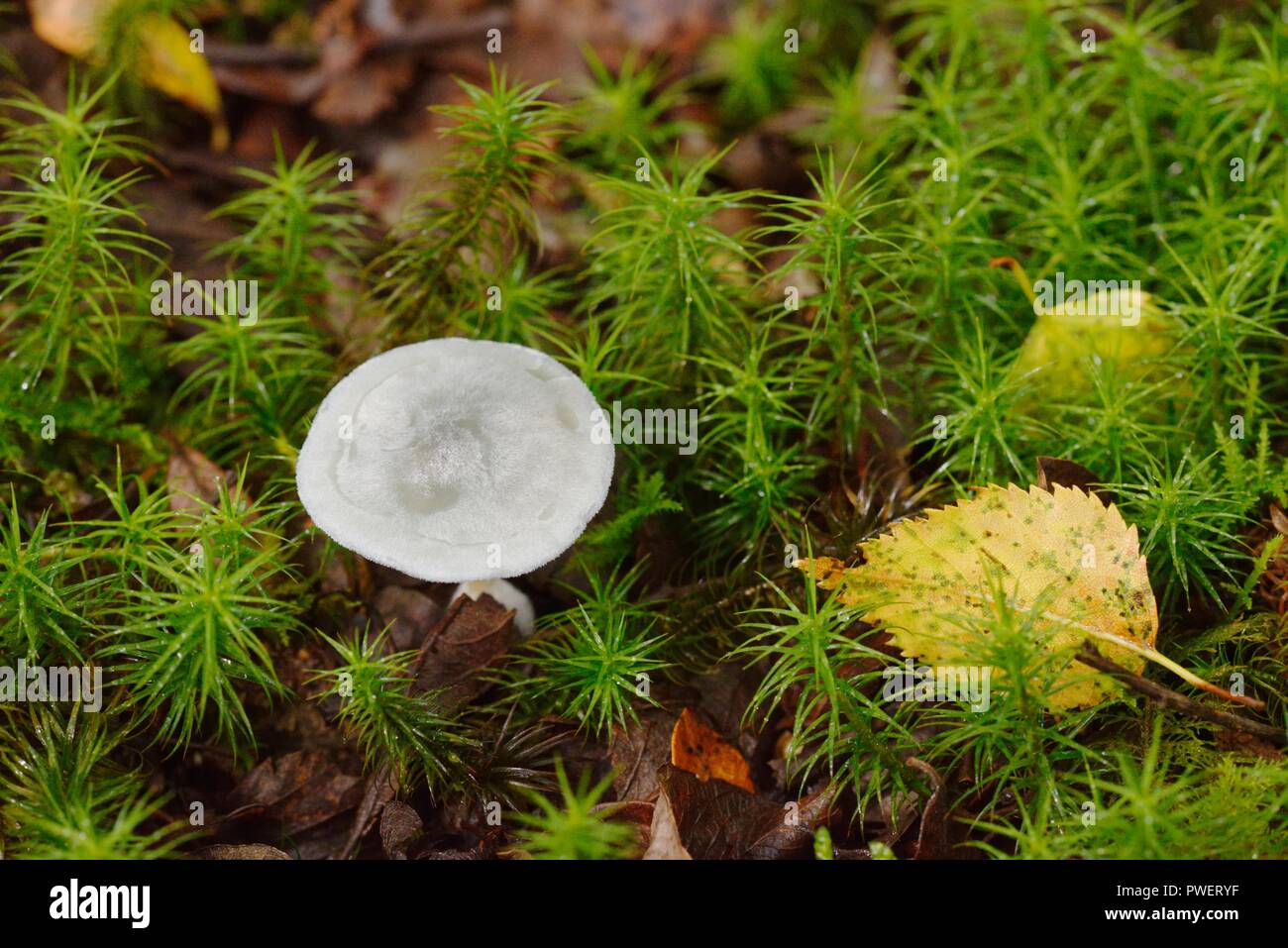 Toadstool grigio tra i muschi e foglie cadute, Wales, Regno Unito. Foto Stock