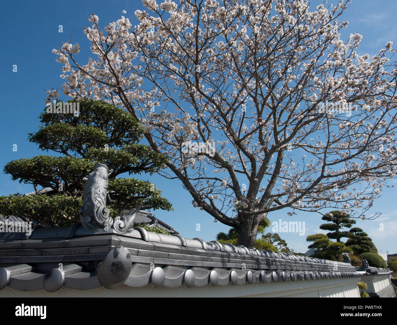 Koi, buona fortuna carpe, kawara piastrelle decorative figura, all'angolo della parete del giardino, hanami sakura cherry blossom, Kochi, Giappone Foto Stock