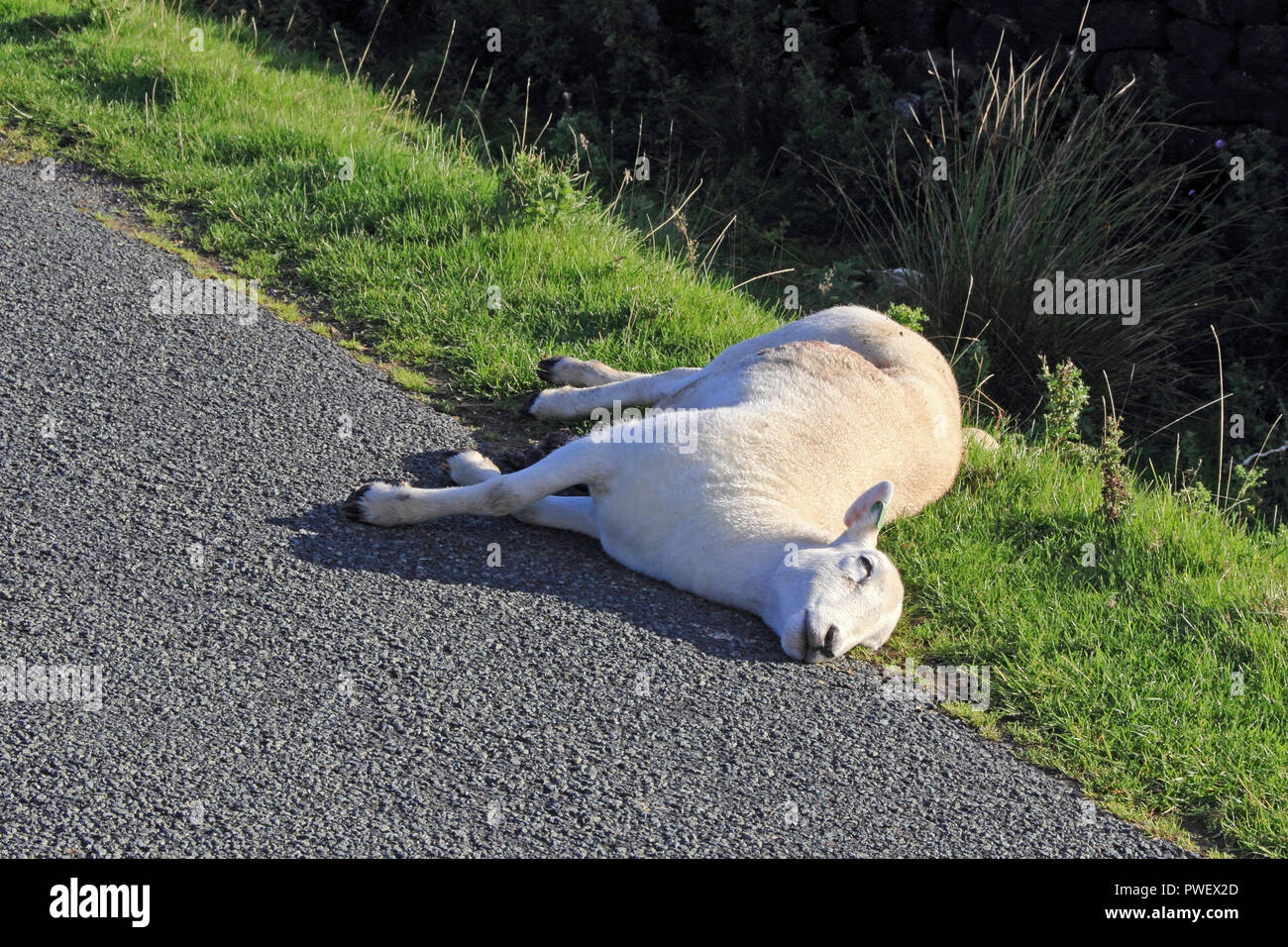 Pecora morta a lato della strada brughiera Foto Stock