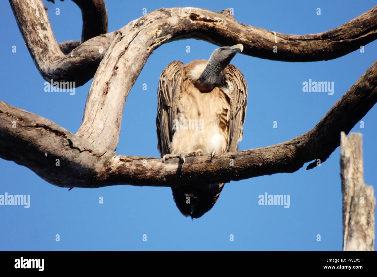 Raro avvoltoio Indiano sul ramo di albero Foto Stock