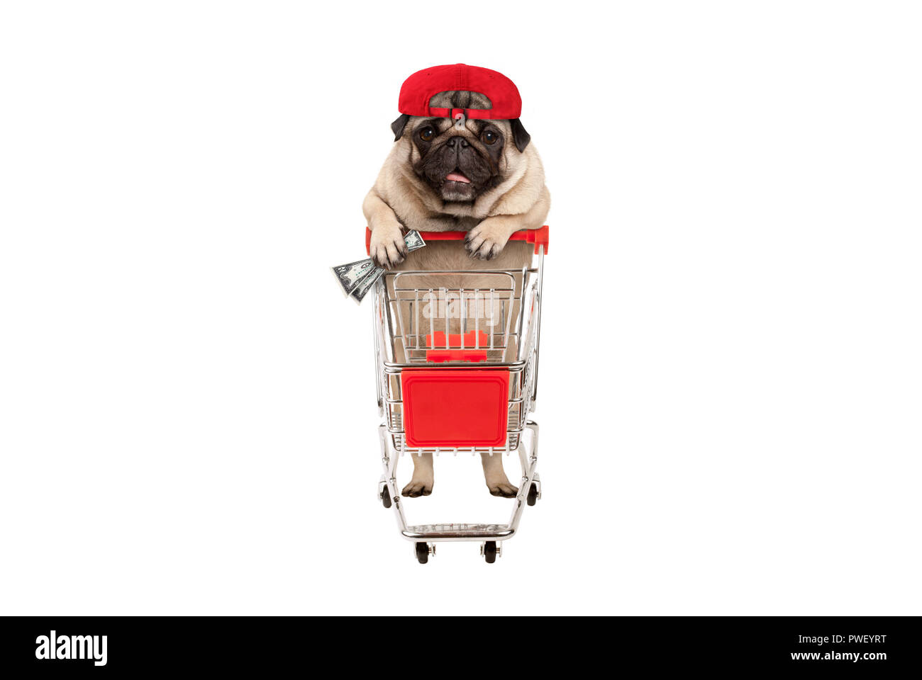 Funny happy pug cucciolo di cane con i soldi in mano è appoggiata sul carrello. isolato su sfondo bianco Foto Stock