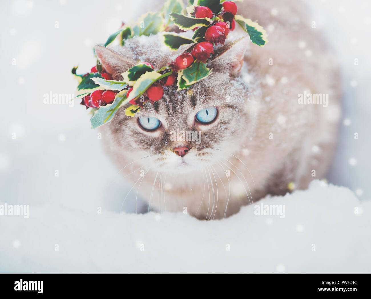 Ritratto del siamese Gattino indossando ghirlanda di Natale. Cat passeggiate sulla neve in inverno Foto Stock