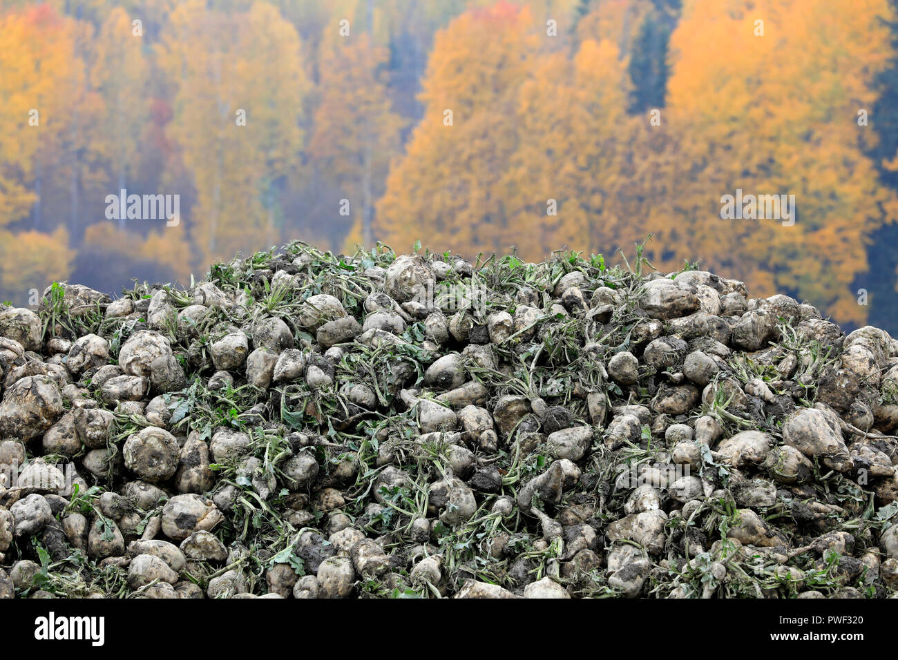 Cumulo di appena raccolti di barbabietole da zucchero, Beta vulgaris, coltivati per la produzione di zucchero con fogliame di autunno sullo sfondo. Foto Stock
