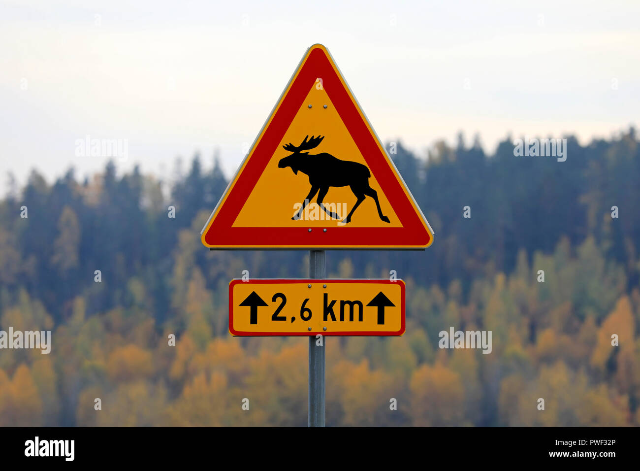 Avviso di alci segno di traffico in Finlandia con colorati fogliame di autunno sullo sfondo. Foto Stock