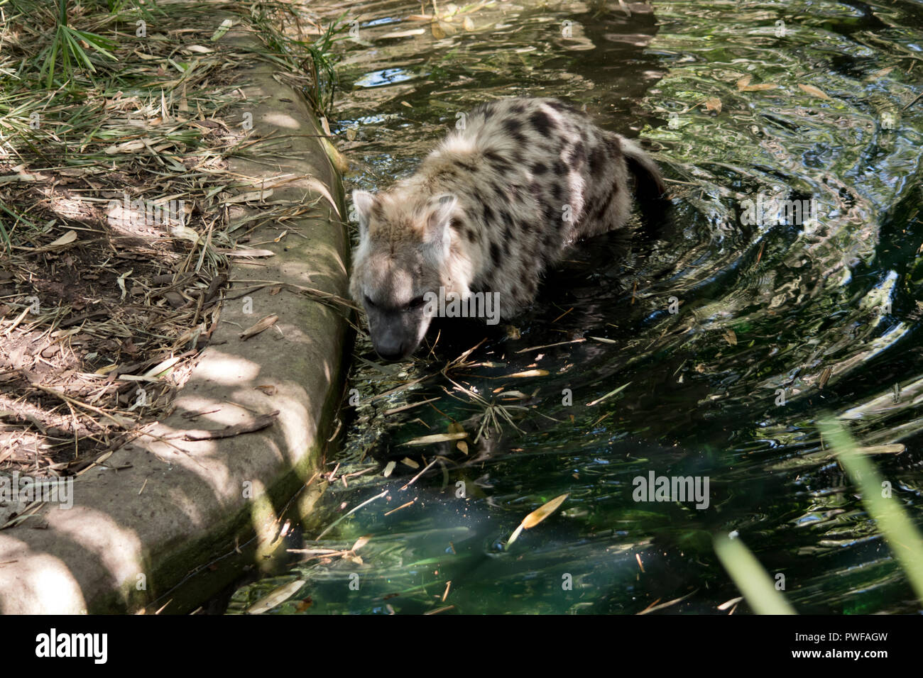 La risata di iena è in acqua raffreddamento Foto Stock