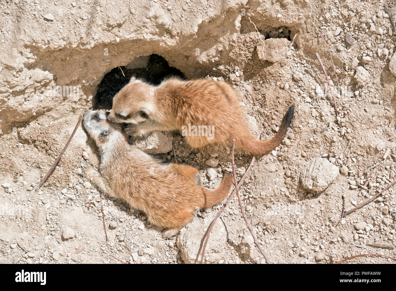 Il kit meerkat sta giocando nella sporcizia Foto Stock