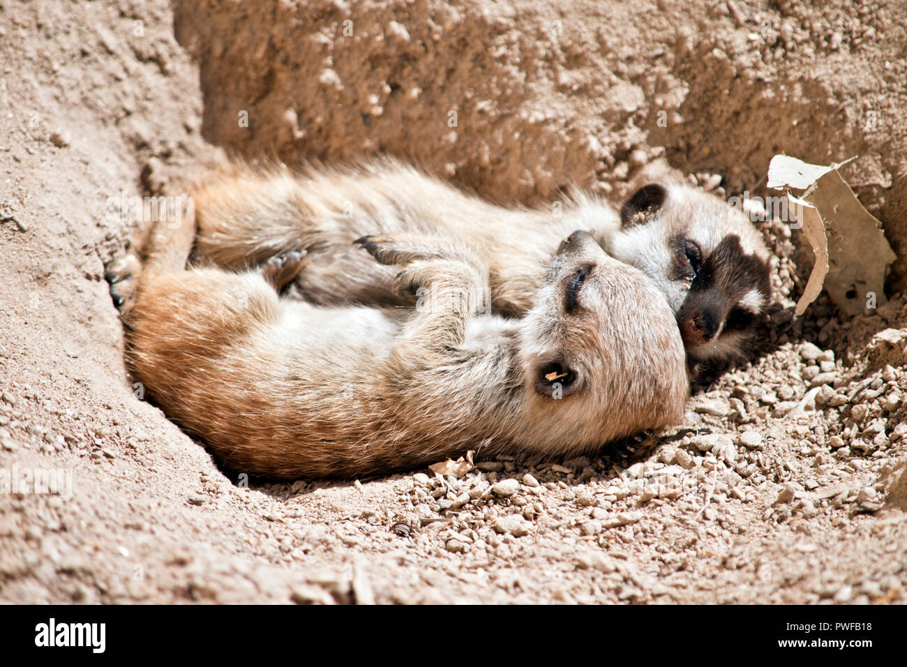 Il kit meerkat sono a riposo nella sporcizia Foto Stock
