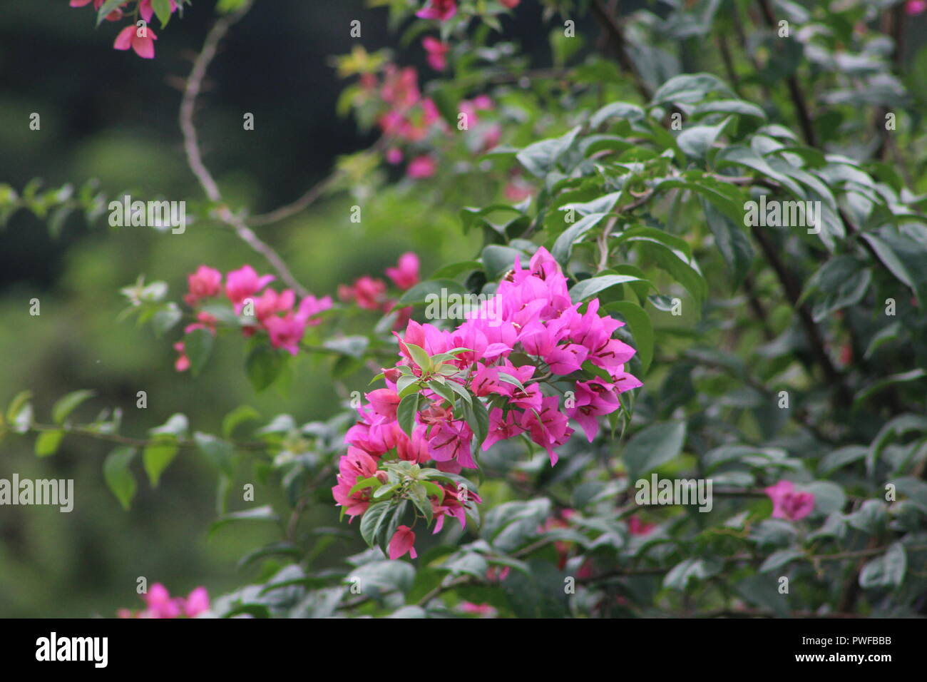 Fotografia di un fiore rosa Foto Stock