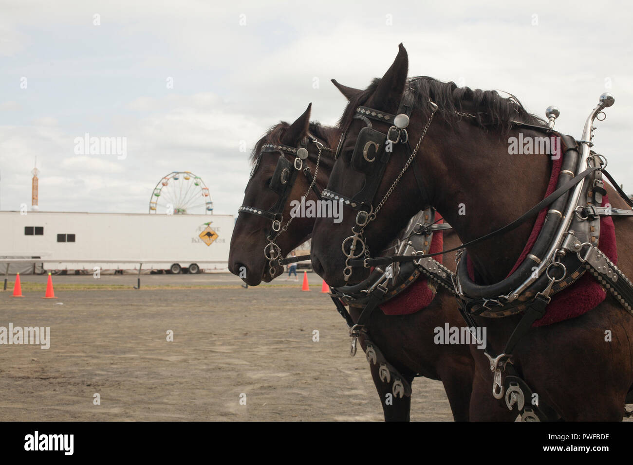 Cavalli al County Fair Foto Stock