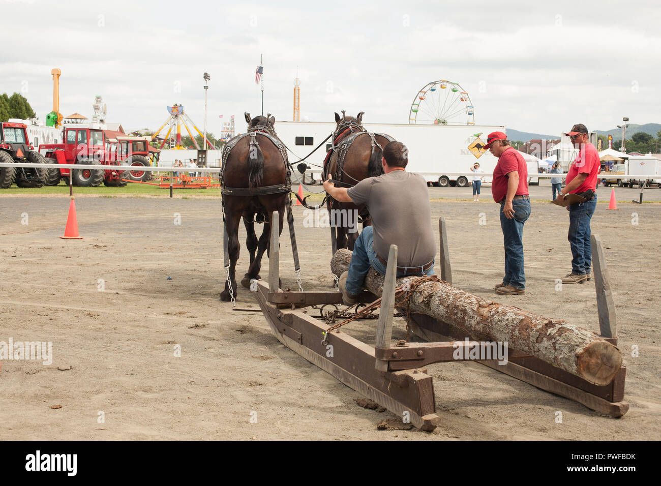 Cavalli al County Fair Foto Stock