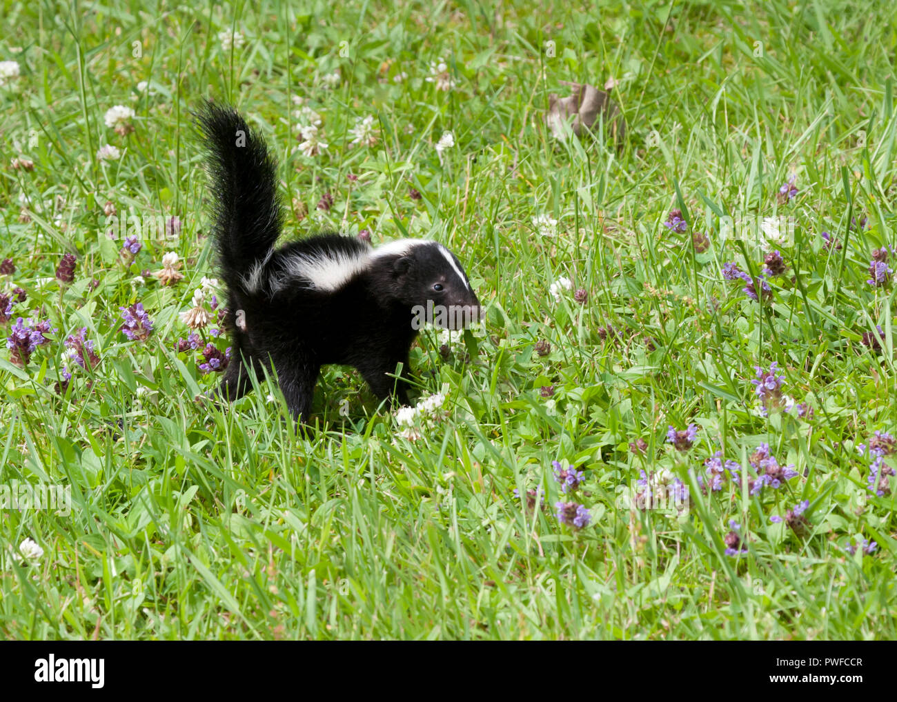 Skunk in fiori viola Foto Stock